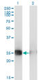 Musculin antibody, LS-C139482, Lifespan Biosciences, Western Blot image 