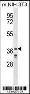 LIM/homeobox protein Lhx6 antibody, 58-137, ProSci, Western Blot image 
