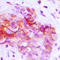 CD9 Molecule antibody, LS-C354601, Lifespan Biosciences, Immunohistochemistry paraffin image 