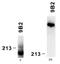 Laminin subunit alpha-4 antibody, AM26109PU-N, Origene, Western Blot image 