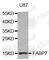 Fatty Acid Binding Protein 7 antibody, A3246, ABclonal Technology, Western Blot image 