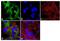 Nitric Oxide Synthase 1 antibody, GTX82905, GeneTex, Immunocytochemistry image 