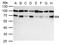 Nuclear Respiratory Factor 1 antibody, GTX103179, GeneTex, Western Blot image 