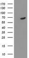 Tyrosyl-DNA Phosphodiesterase 1 antibody, LS-C786574, Lifespan Biosciences, Western Blot image 