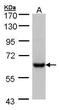 Carboxylesterase 2 antibody, PA5-28027, Invitrogen Antibodies, Western Blot image 