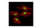 Histone Deacetylase 2 antibody, 57156S, Cell Signaling Technology, Immunocytochemistry image 