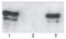 Sequestosome 1 antibody, BML-PW9860-0100, Enzo Life Sciences, Western Blot image 