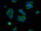 MOP antibody, LS-C670705, Lifespan Biosciences, Immunofluorescence image 
