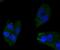 Apolipoprotein A1 antibody, NBP2-67161, Novus Biologicals, Immunocytochemistry image 