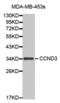 Cyclin D3 antibody, abx000845, Abbexa, Western Blot image 