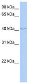 Family With Sequence Similarity 50 Member B antibody, TA334437, Origene, Western Blot image 