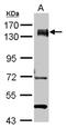 Pumilio homolog 1 antibody, NBP2-20011, Novus Biologicals, Western Blot image 