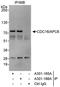 Cell division cycle protein 16 homolog antibody, A301-166A, Bethyl Labs, Immunoprecipitation image 