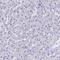Septin 1 antibody, HPA041566, Atlas Antibodies, Immunohistochemistry frozen image 