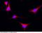 UNG1 antibody, 101020-T10, Sino Biological, Immunohistochemistry frozen image 