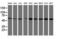 Akt antibody, LS-C173709, Lifespan Biosciences, Western Blot image 