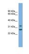 Follistatin Like 1 antibody, orb330673, Biorbyt, Western Blot image 