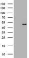 Glyceraldehyde-3-phosphate dehydrogenase, testis-specific antibody, CF505454, Origene, Western Blot image 