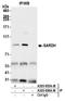 Sarcosine dehydrogenase, mitochondrial antibody, A305-855A-M, Bethyl Labs, Immunoprecipitation image 