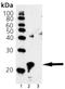 HspB5 antibody, ADI-SPA-222-D, Enzo Life Sciences, Western Blot image 