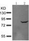 Eukaryotic translation initiation factor 4B antibody, TA323171, Origene, Western Blot image 