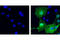 HA tag antibody, 2367S, Cell Signaling Technology, Immunocytochemistry image 