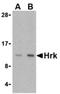 HRK antibody, AP05593PU-N, Origene, Western Blot image 