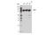 Cytoplasmic aconitate hydratase antibody, 20272S, Cell Signaling Technology, Western Blot image 