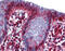 RNA Binding Motif Protein 47 antibody, ARP40932_P050, Aviva Systems Biology, Immunohistochemistry paraffin image 