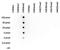 Di-Methyl-Histone H3 antibody, 49-1007, Invitrogen Antibodies, Dot Blot image 
