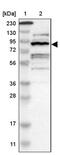 Zinc Fingers And Homeoboxes 2 antibody, PA5-52373, Invitrogen Antibodies, Western Blot image 