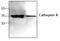 Cathepsin S antibody, AP00122PU-N, Origene, Western Blot image 