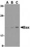 BAX antibody, TA306176, Origene, Western Blot image 