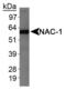 Nucleus Accumbens Associated 1 antibody, MA1-46424, Invitrogen Antibodies, Western Blot image 