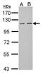 Filamin A Interacting Protein 1 Like antibody, GTX122607, GeneTex, Western Blot image 