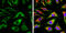 Calnexin antibody, GTX629976, GeneTex, Immunocytochemistry image 