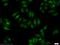 Receptor tyrosine-protein kinase erbB-4 antibody, 19943-1-AP, Proteintech Group, Immunofluorescence image 
