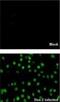 Dengue virus Type 2 NS5 protein antibody, NBP2-42900, Novus Biologicals, Immunofluorescence image 