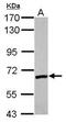 Zinc Finger Protein 419 antibody, PA5-31952, Invitrogen Antibodies, Western Blot image 