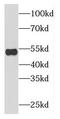 p50 dynamitin antibody, FNab02580, FineTest, Western Blot image 