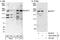 Anaphase Promoting Complex Subunit 1 antibody, A301-653A, Bethyl Labs, Immunoprecipitation image 