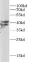 Serine/threonine-protein phosphatase PP1-alpha catalytic subunit antibody, FNab10319, FineTest, Western Blot image 