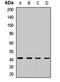 Delta Like Non-Canonical Notch Ligand 1 antibody, orb412127, Biorbyt, Western Blot image 