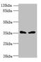 Sialic Acid Binding Ig Like Lectin 15 antibody, orb356703, Biorbyt, Western Blot image 