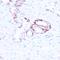 Sirtuin 3 antibody, GTX33499, GeneTex, Immunohistochemistry paraffin image 