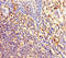Membrane Anchored Junction Protein antibody, LS-C395312, Lifespan Biosciences, Immunohistochemistry paraffin image 