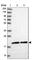 Mitochondrial Ribosomal Protein S25 antibody, HPA043490, Atlas Antibodies, Western Blot image 