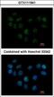 Structural Maintenance Of Chromosomes 1B antibody, LS-C186237, Lifespan Biosciences, Immunocytochemistry image 