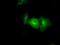 PAS domain-containing serine/threonine-protein kinase antibody, GTX83941, GeneTex, Immunocytochemistry image 