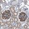 Polycystic kidney disease protein 1-like 1 antibody, NBP1-87220, Novus Biologicals, Immunohistochemistry paraffin image 